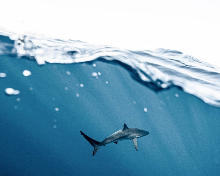What's the Deal With Shark Week?