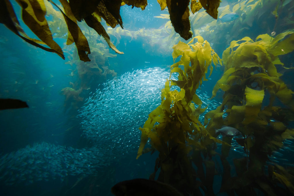 Underwater view of green kelp and a school of silver fish
